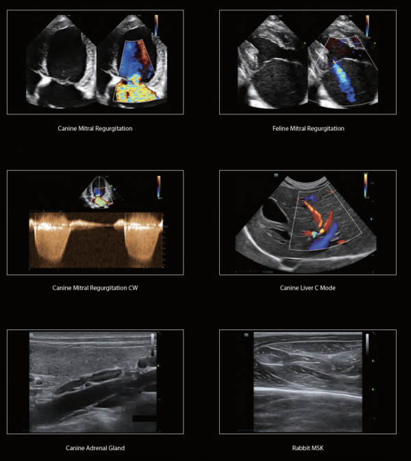 mindray vetus m11 veterinary imaging mindray vetus m11 veterinary imaging