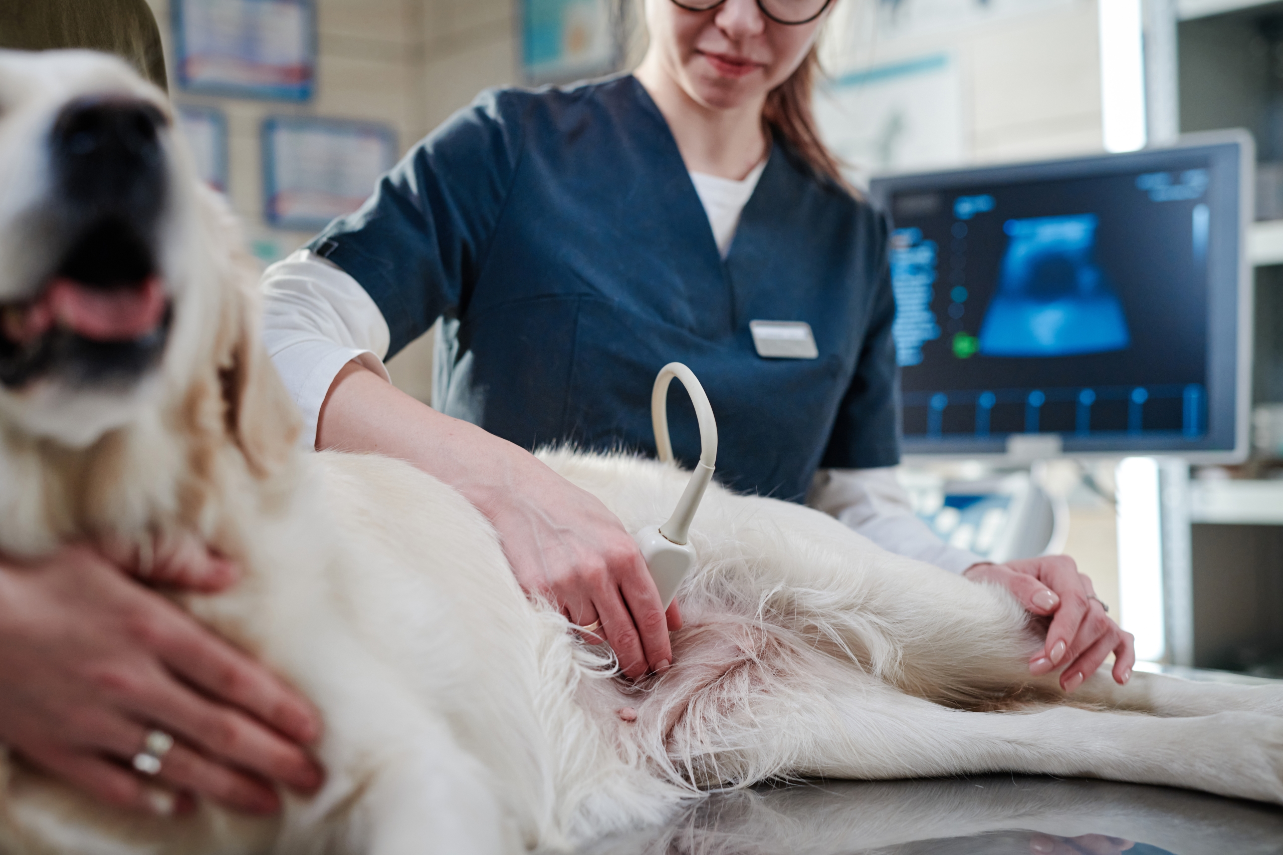 veterinary ultrasound for sale