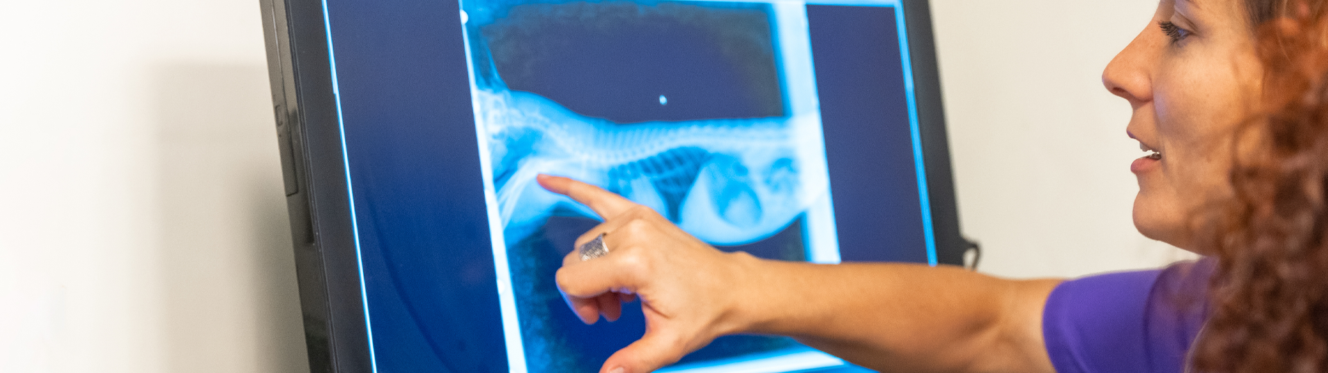 veterinary x-ray machine for sale